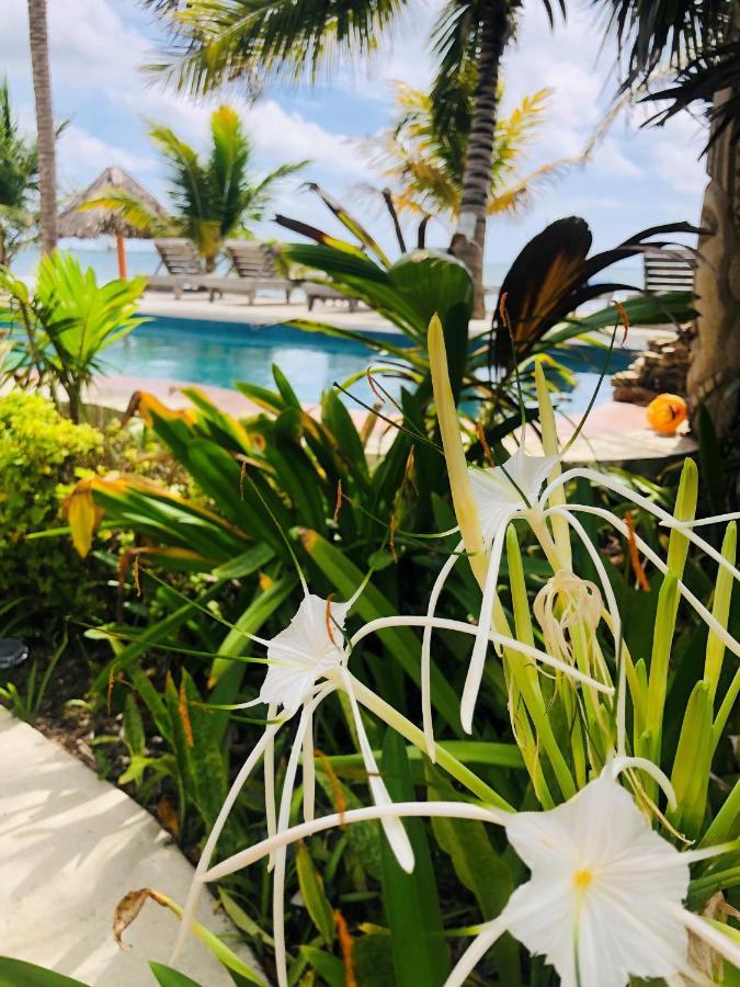 Coral Cove Inn Maya Beach Extérieur photo